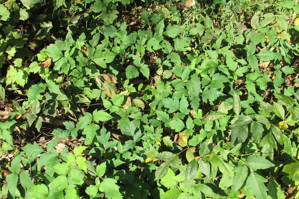 Poison Oak 7025