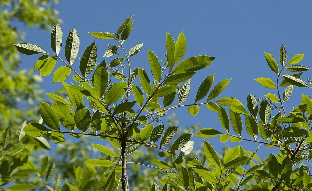 Poison sumac - Cedarburg Bog State Natural Area in Ozaukee County, Wisconsin, June2013