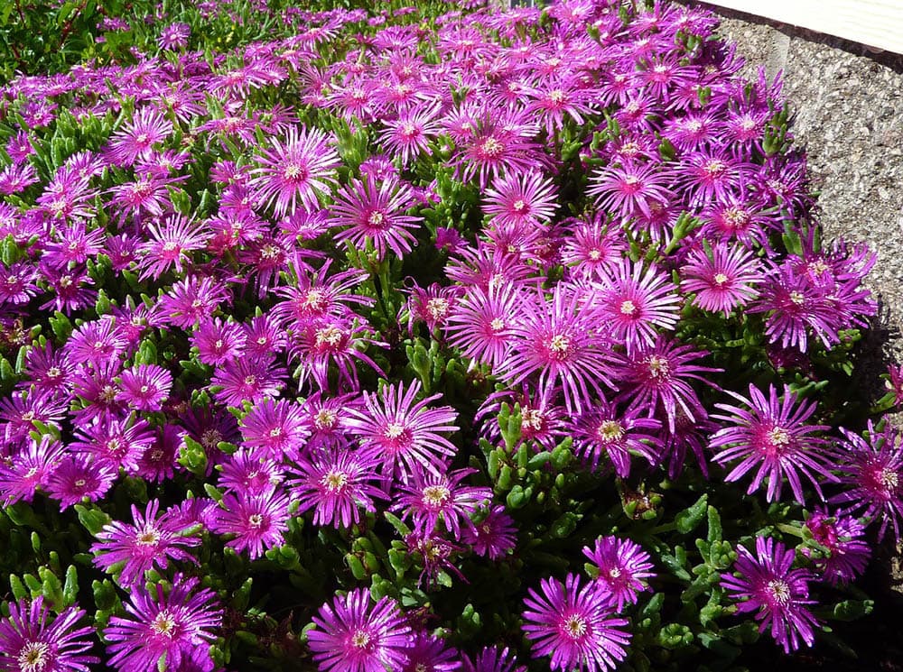 Purple Ice Plant in bloom