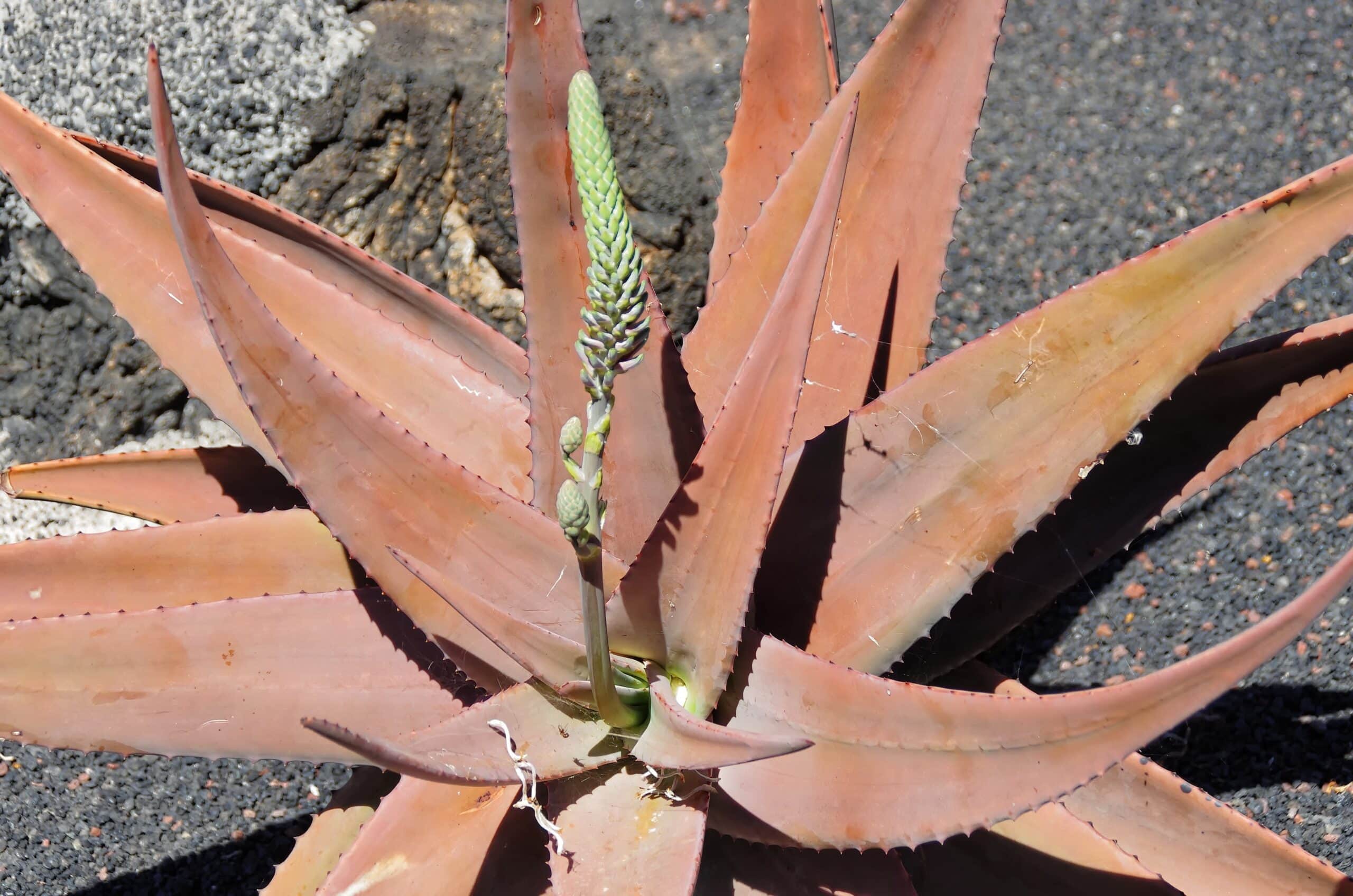Red Aloe