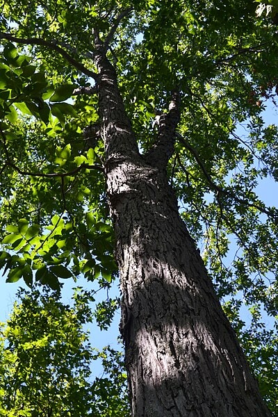 Red HickoryTree
