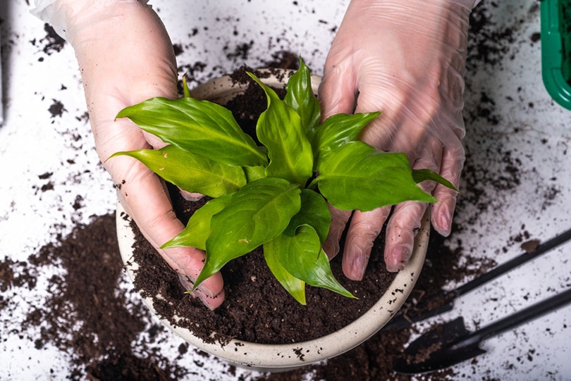 Repotting Hostas