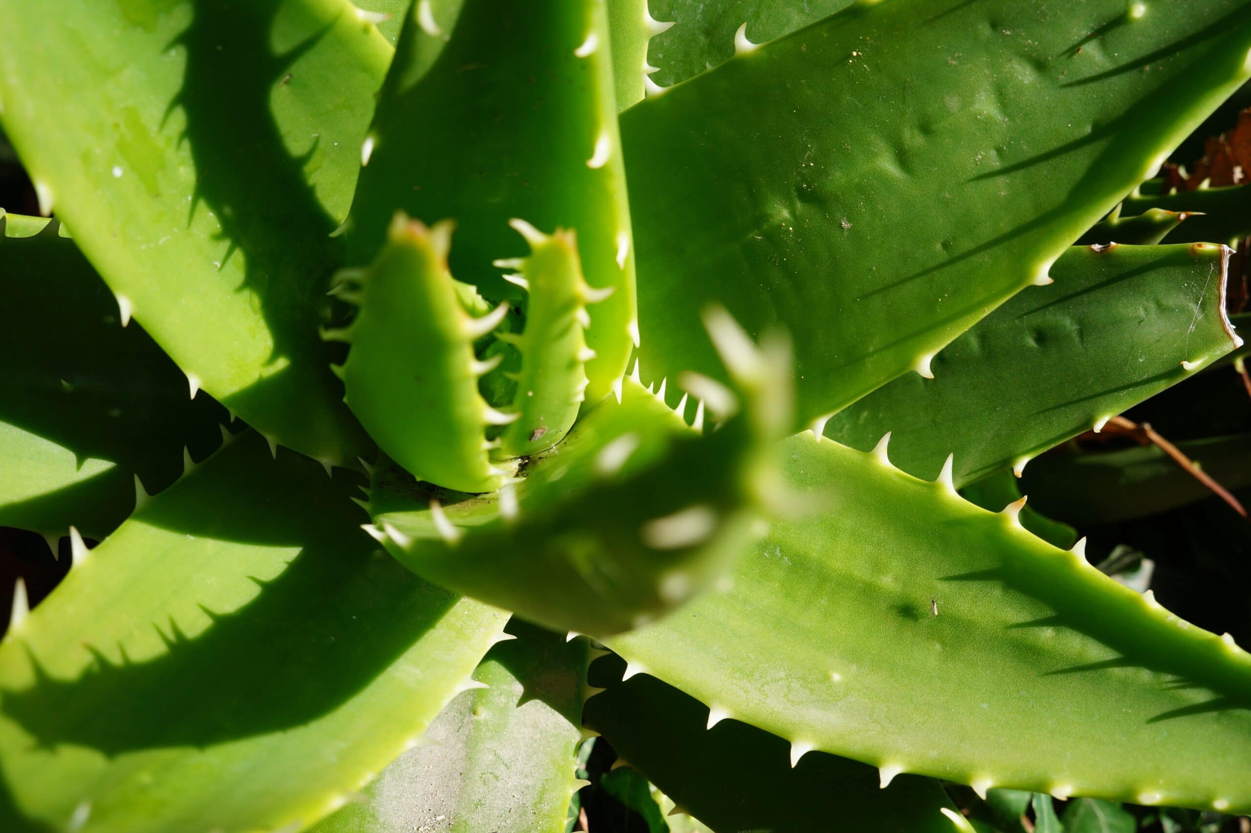 Short-Leaf Aloe (Aloe brevifolia)
