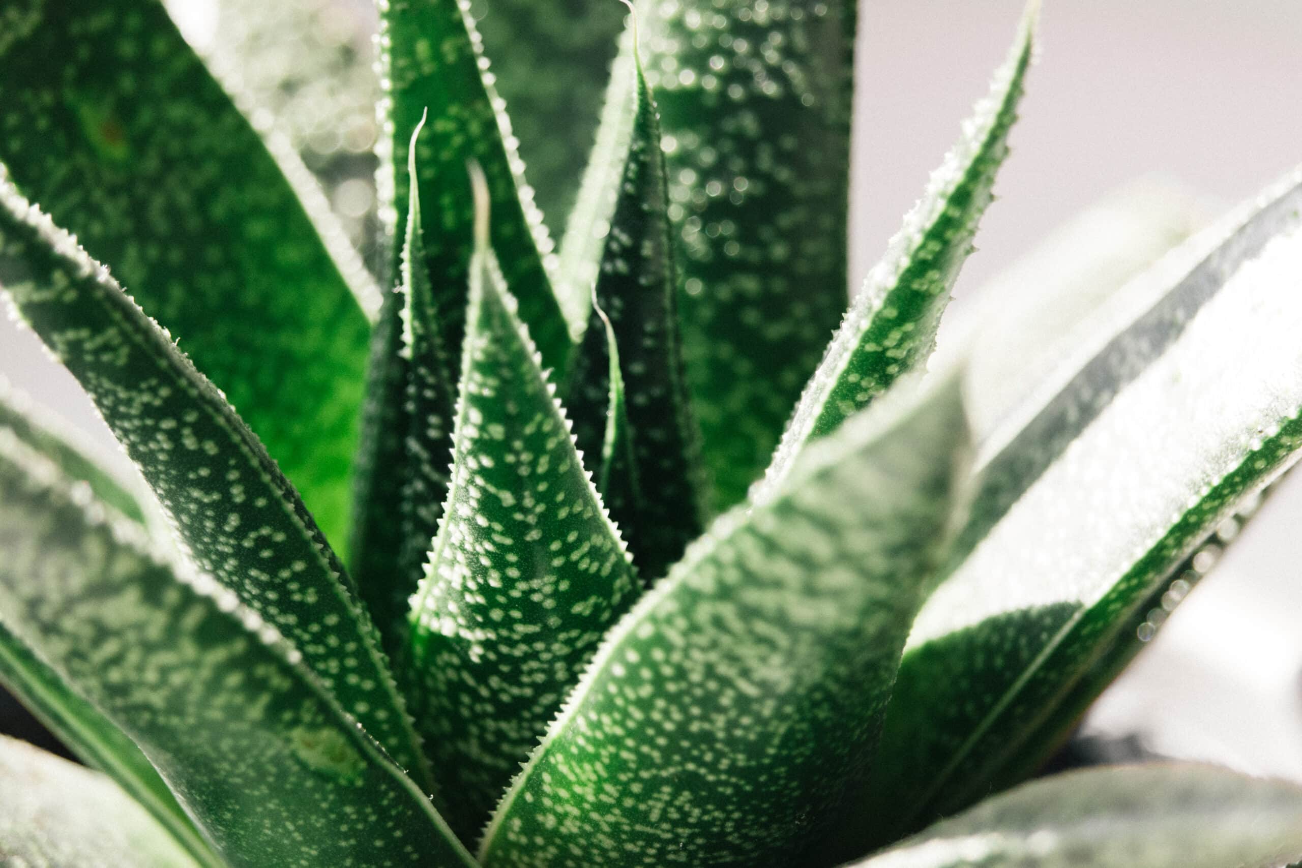 Snake Aloe (Aloe broomii)
