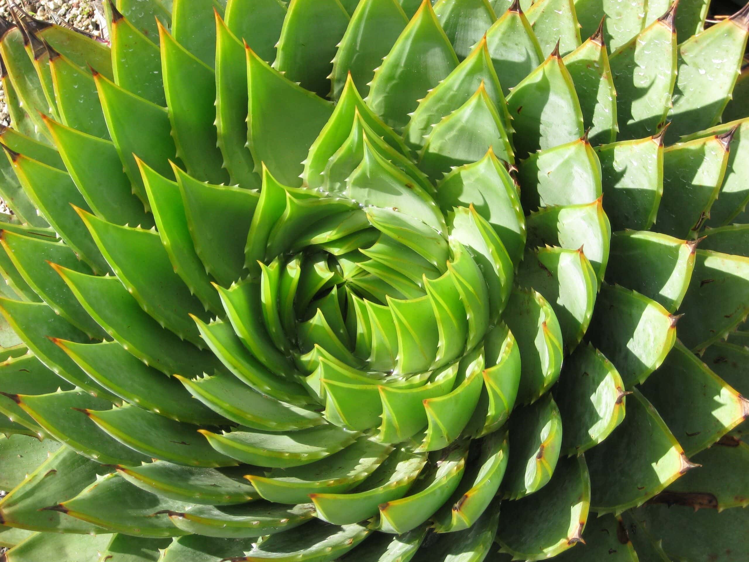 Spiral Aloe (Aloe polyphylla)