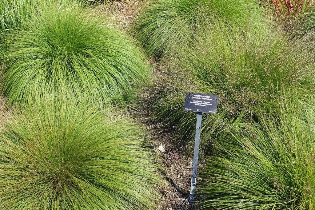 Sporobolus heterolepis - VanDusen Botanical Garden - Vancouver, BC