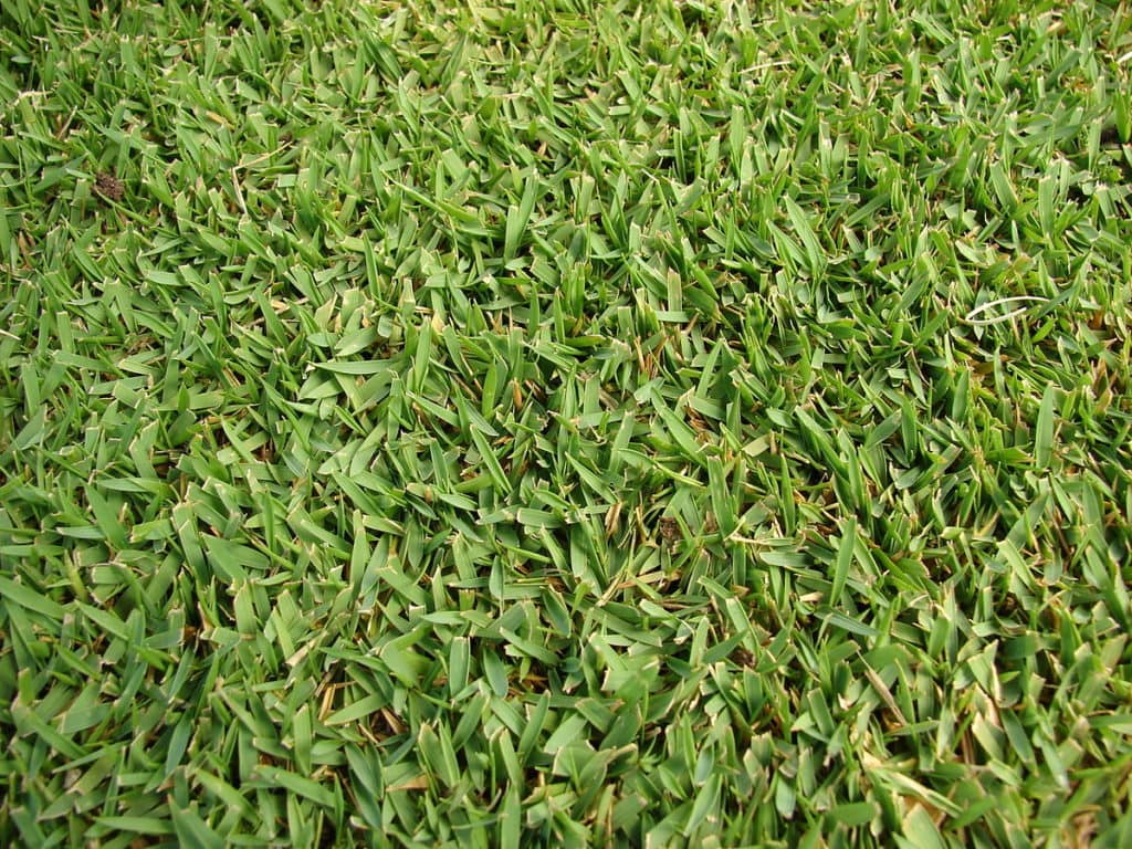 Starr 070906-8518 Zoysia sp