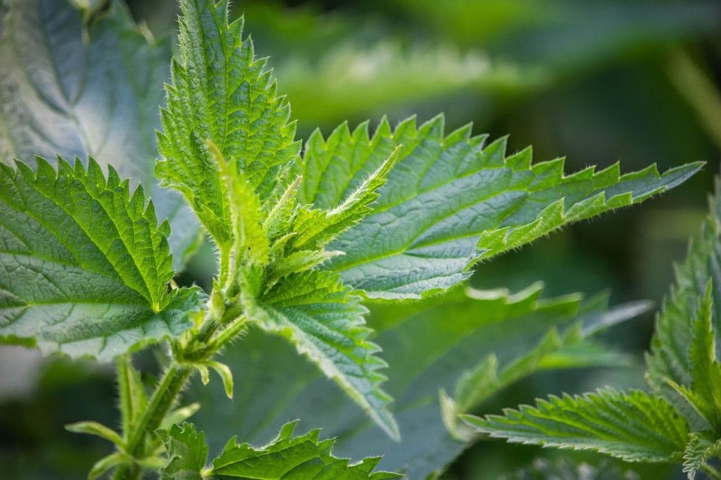 Stinging Nettle