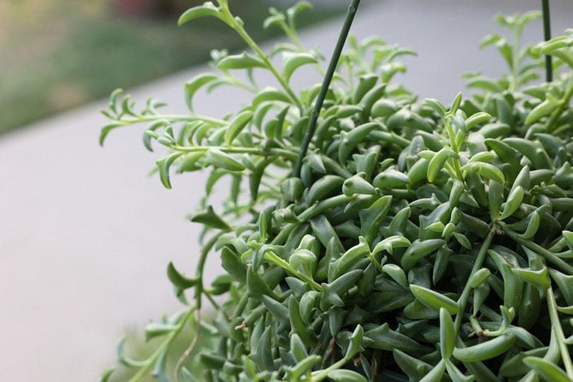 String of Dolphins Succulents