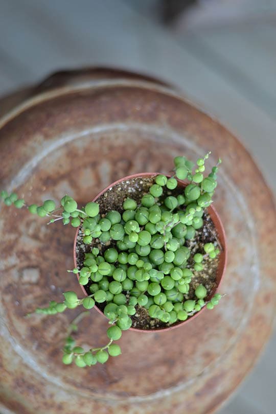 String of Pearls in a pot