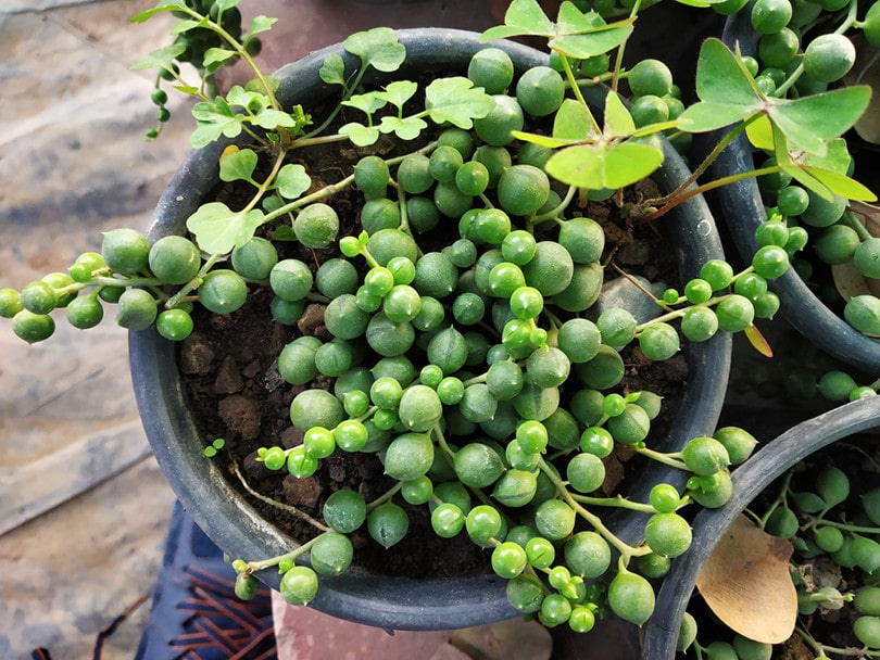 Strings of Pearls Succulent_