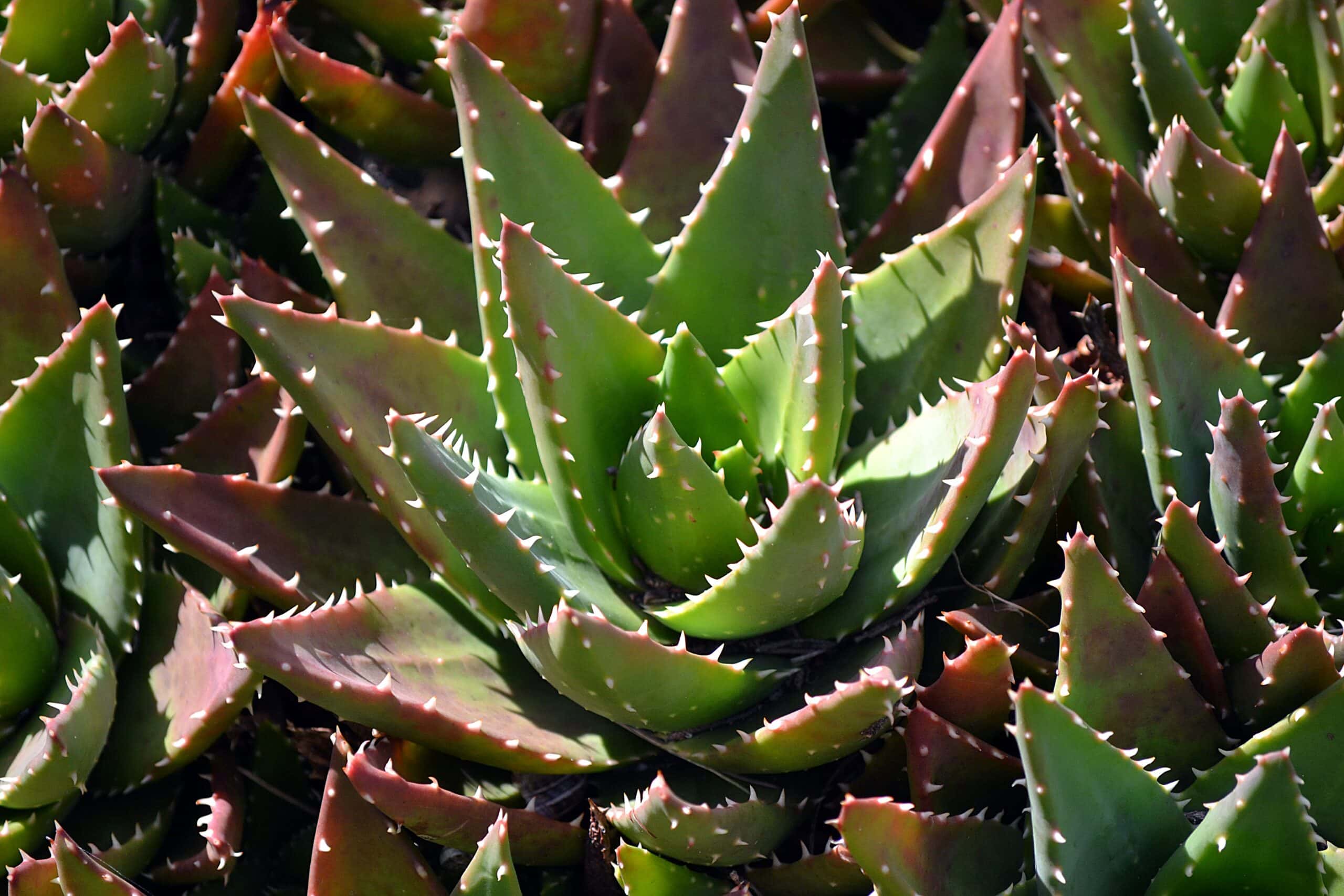 Tiger Tooth Aloe (Aloe juvenna)