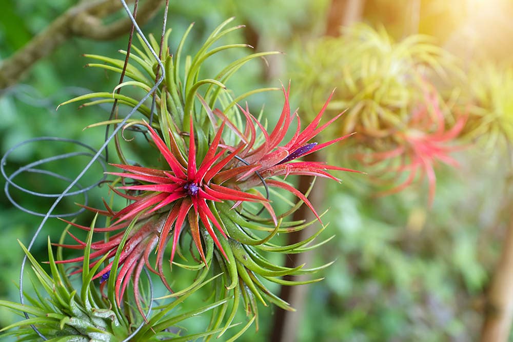 Tillandsia Ionantha air plant