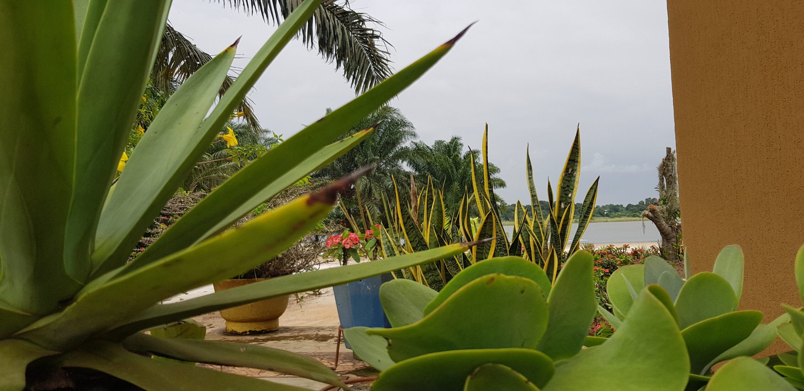 Tree Aloe (Aloe barberae)