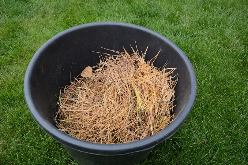 Yelllow Pine Needle