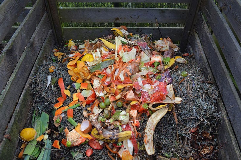 a compost pit with green waste