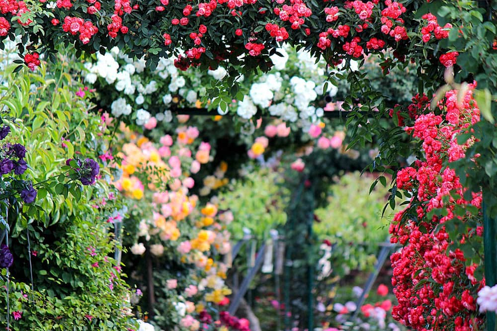 a rose garden with variety of rose color