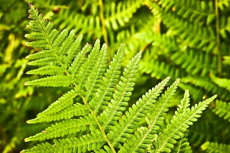 beautiful fern leaves