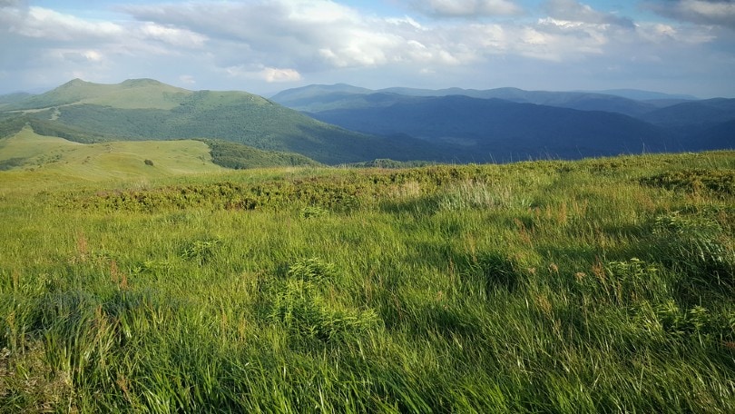 beautiful wild grass in the mountains