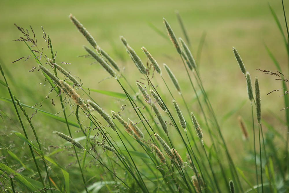 Bentgrass with flowers