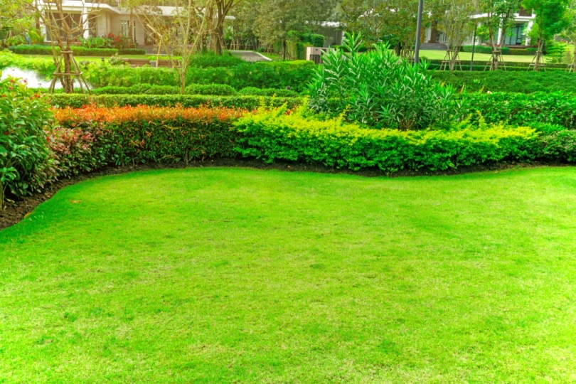 bermuda grass in garden