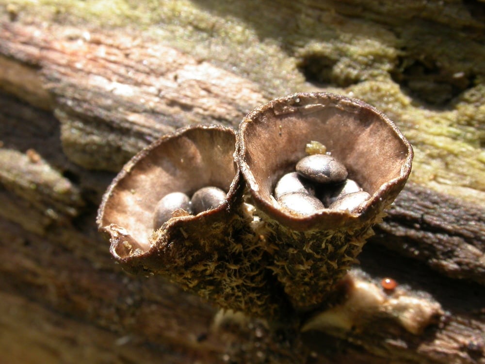 Birds Nest Fungus
