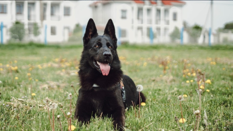 black german shepherd on the grass