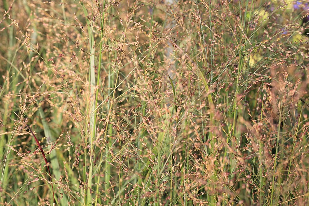 Blooming Shenandoah switch grass