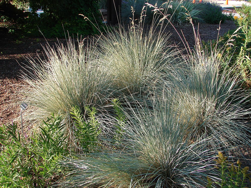 Blue Oat Grass