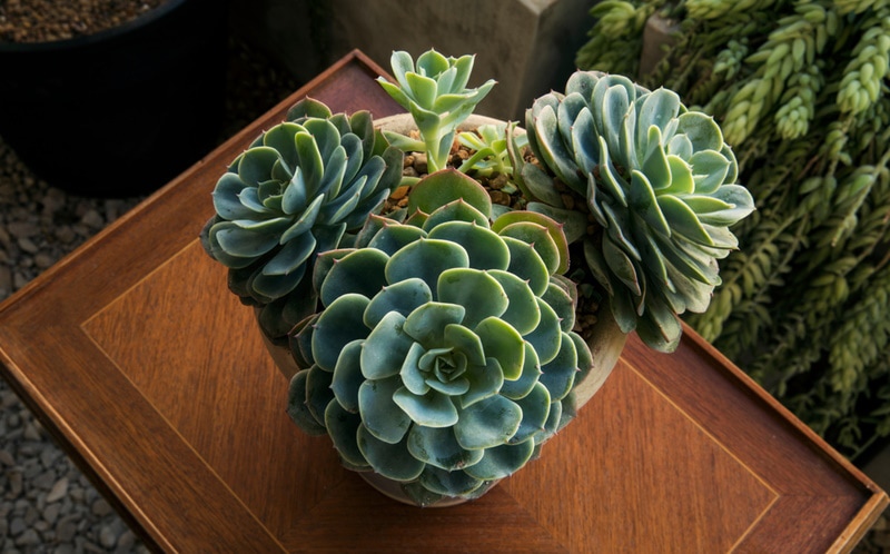 blue rose echeveria