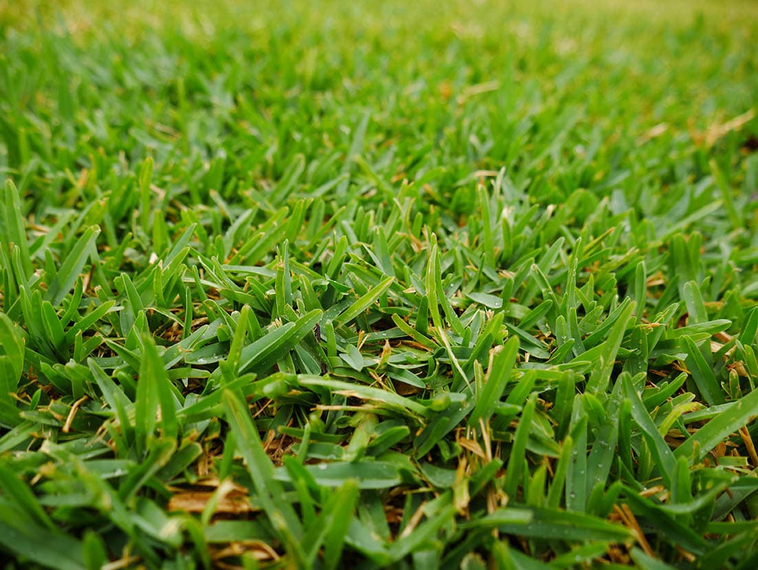 Buffalo Grass