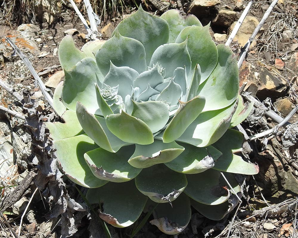 Chalk Dudleya growing outdoors
