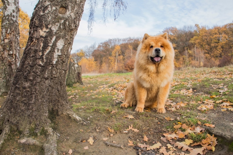 chow chow sitting