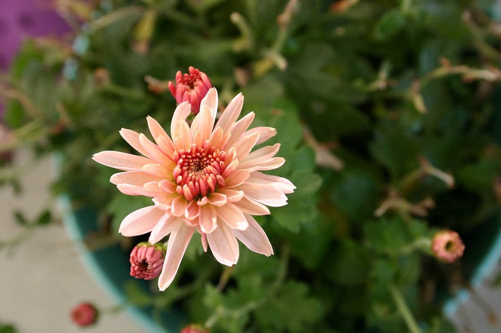 chrysanthemum in a pot indoor