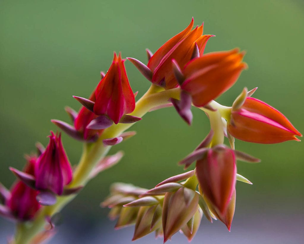 close up Echeveria Afterglow