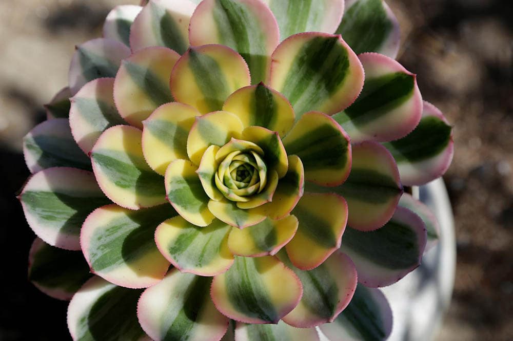 close up aeonium sunburst