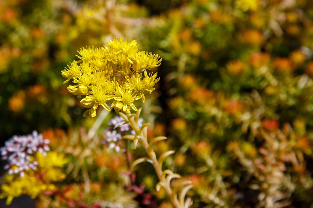 close up golden stonecrop in a garden