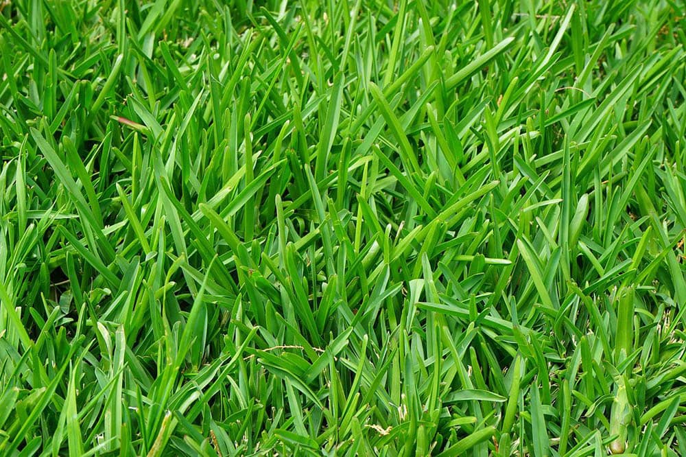close up grass