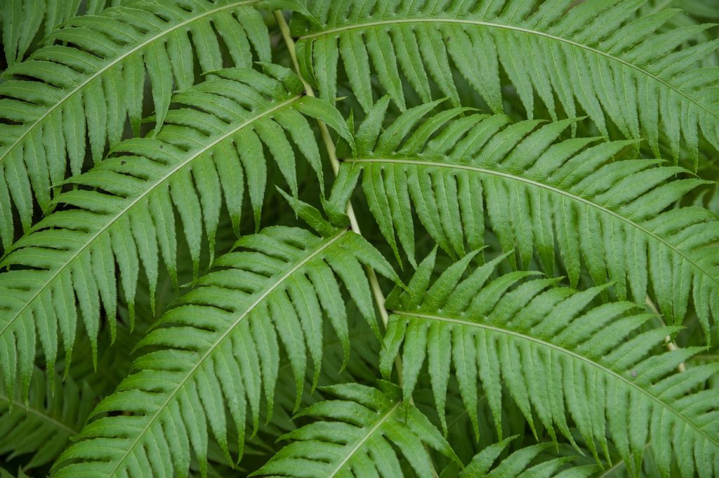 close up of fern leaves