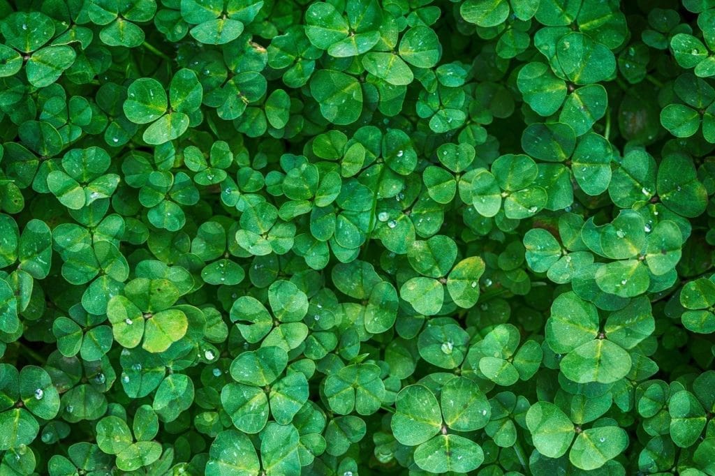 clover leaves
