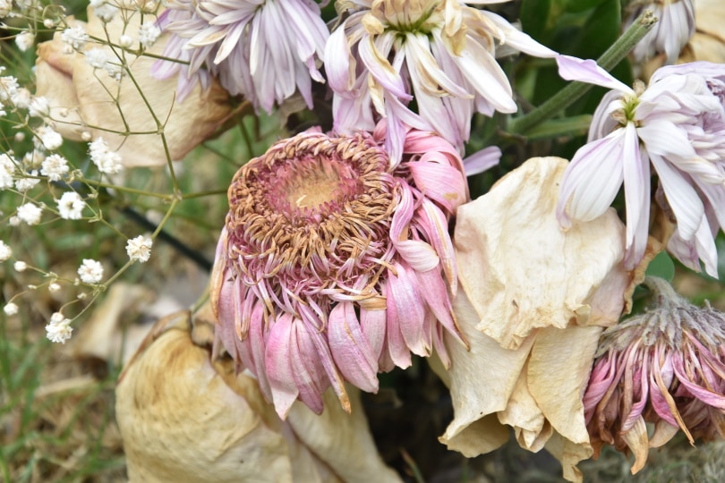 dead flowers