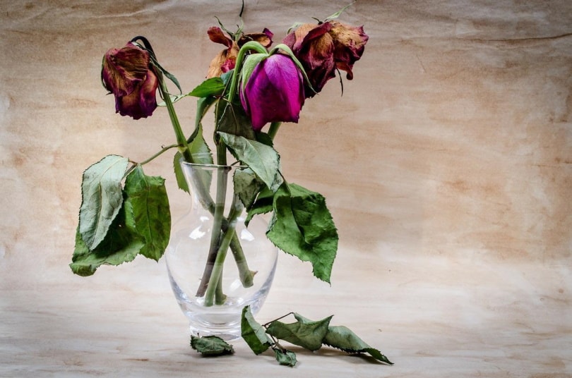 dead flowers