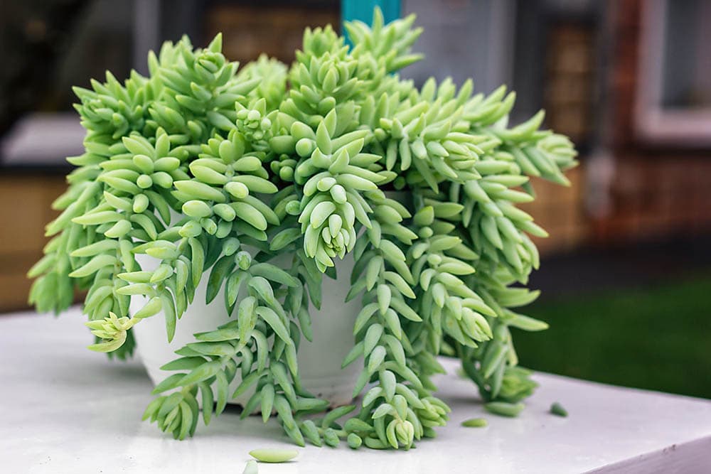 Donkey's Tail succulent in a pot
