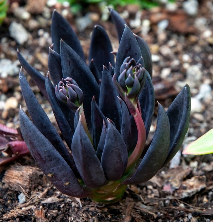 echeveria black knight