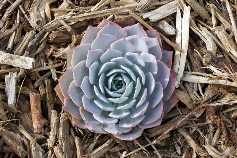 echeveria violet queen