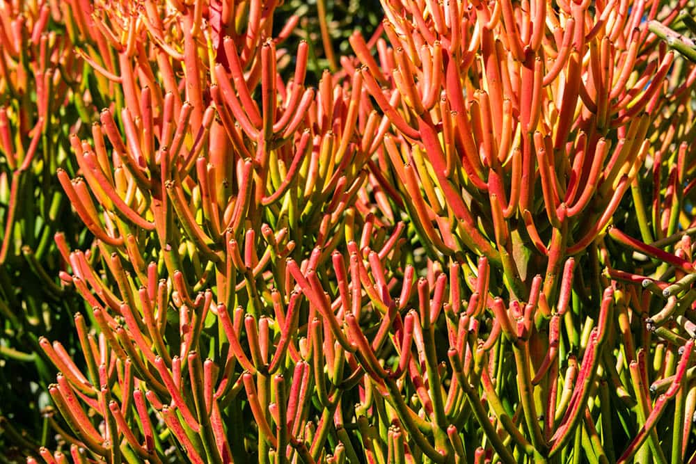 sticks on fire euphorbia tirucalli