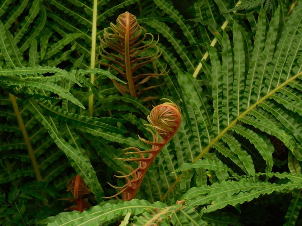 fern