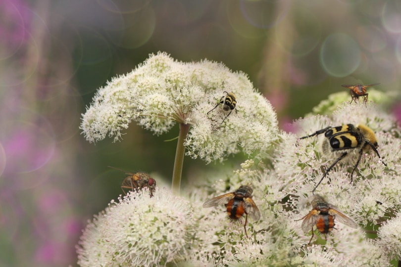 flies on plants