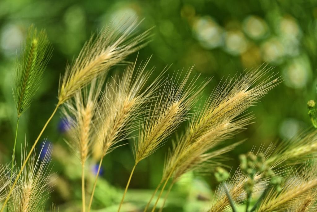 foxtail barley