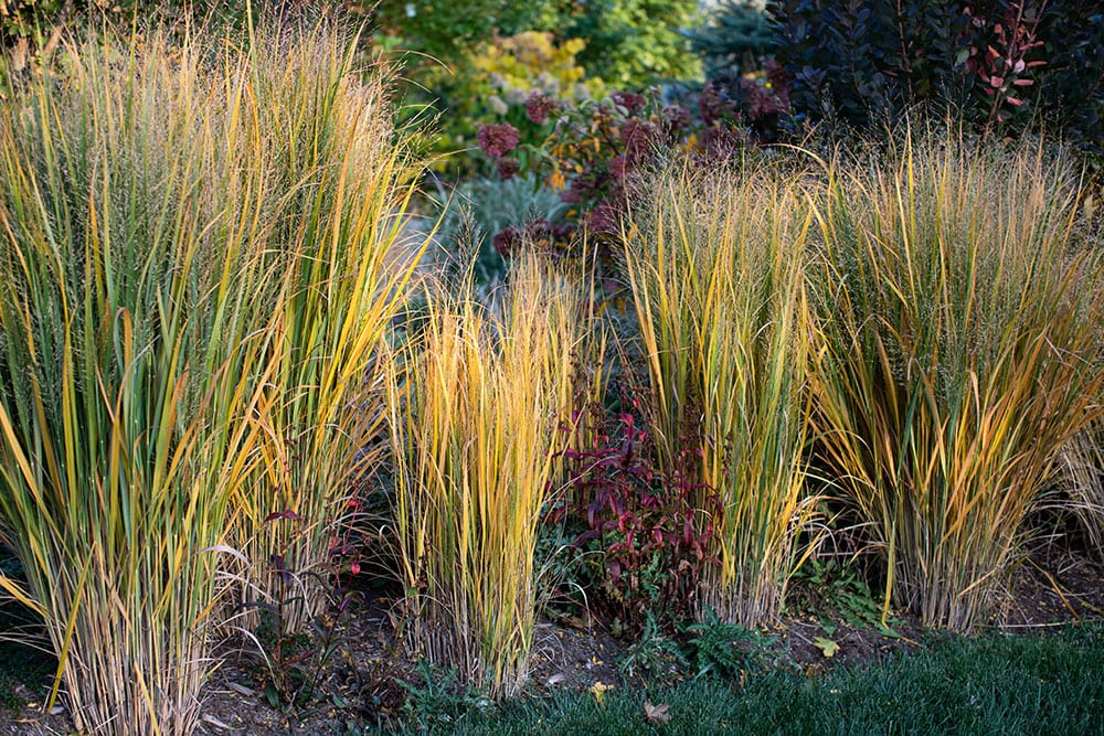 golden northwind switchgrass